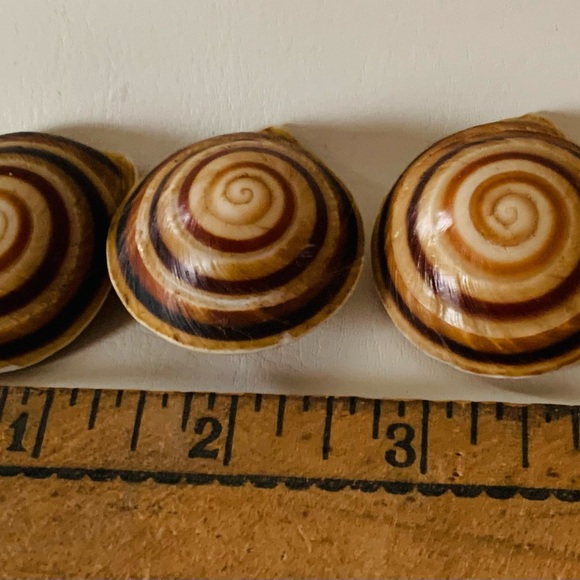 Sea Shell buttons - Picture 5 of 9